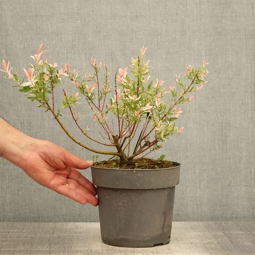 Salix integra Flamingo Vaso da 2L/3L esemplare consegnato in primavera