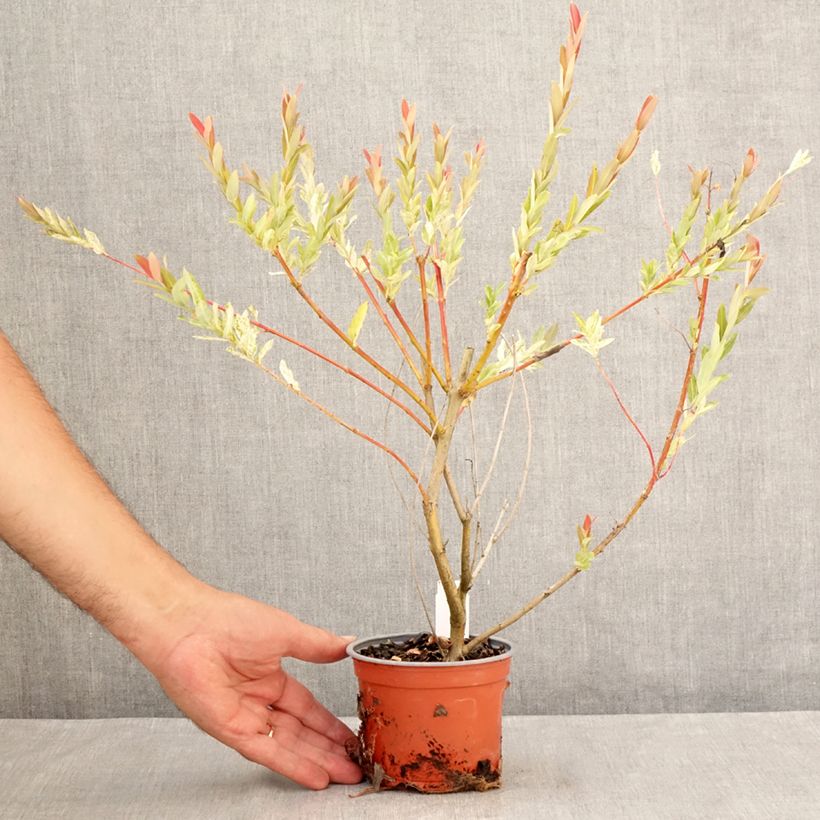 Esemplare di Salix integra Hakuro Nishiki Vaso da Ø 10 cm/11 cm consegnato in estate