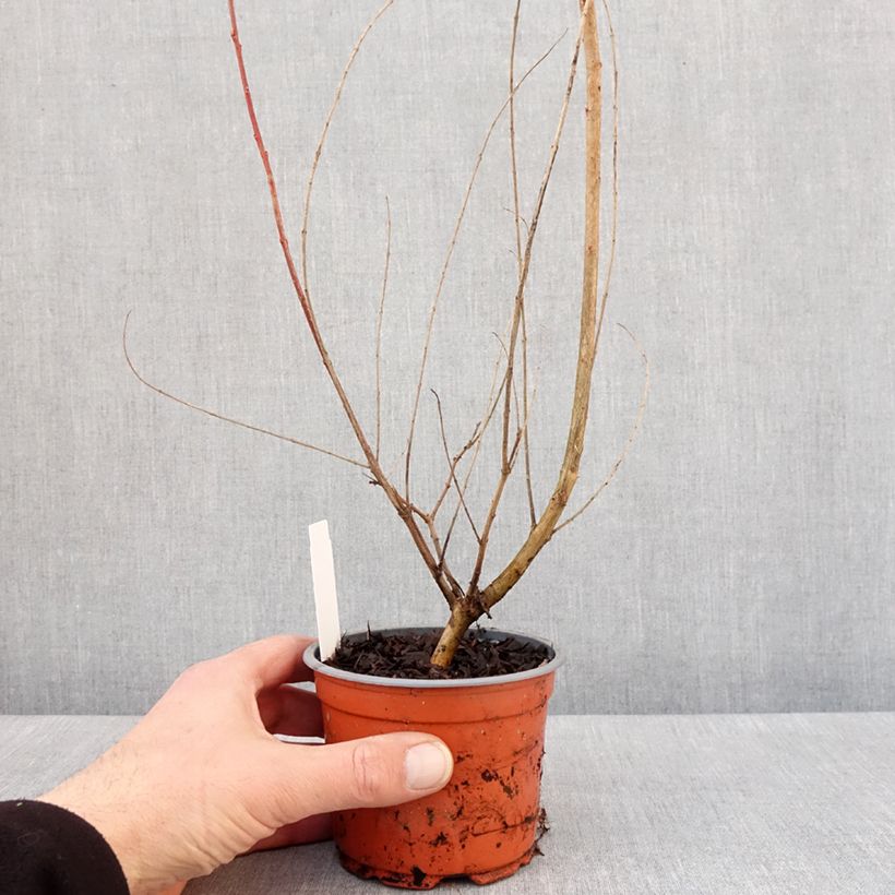Salix integra Hakuro Nishiki Vaso da Ø 10 cm/11 cm esemplare consegnato in inverno