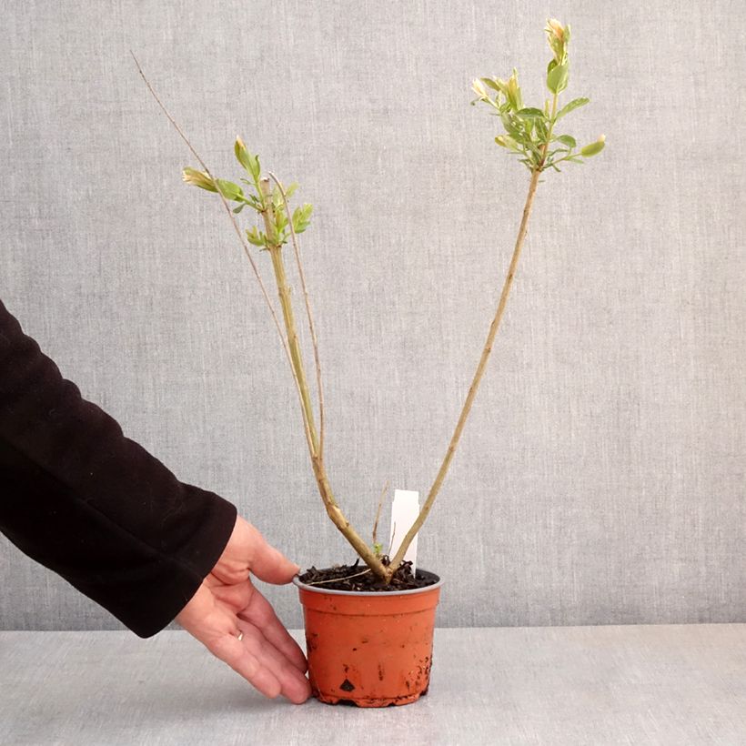 Salix integra Hakuro Nishiki Vaso da Ø 10 cm/11 cm esemplare consegnato in primavera