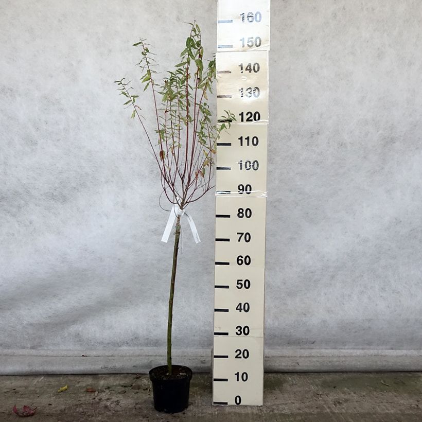 Esemplare di Salix integra Hakuro Nishiki Vaso da 2L/3L come consegnato in autunno