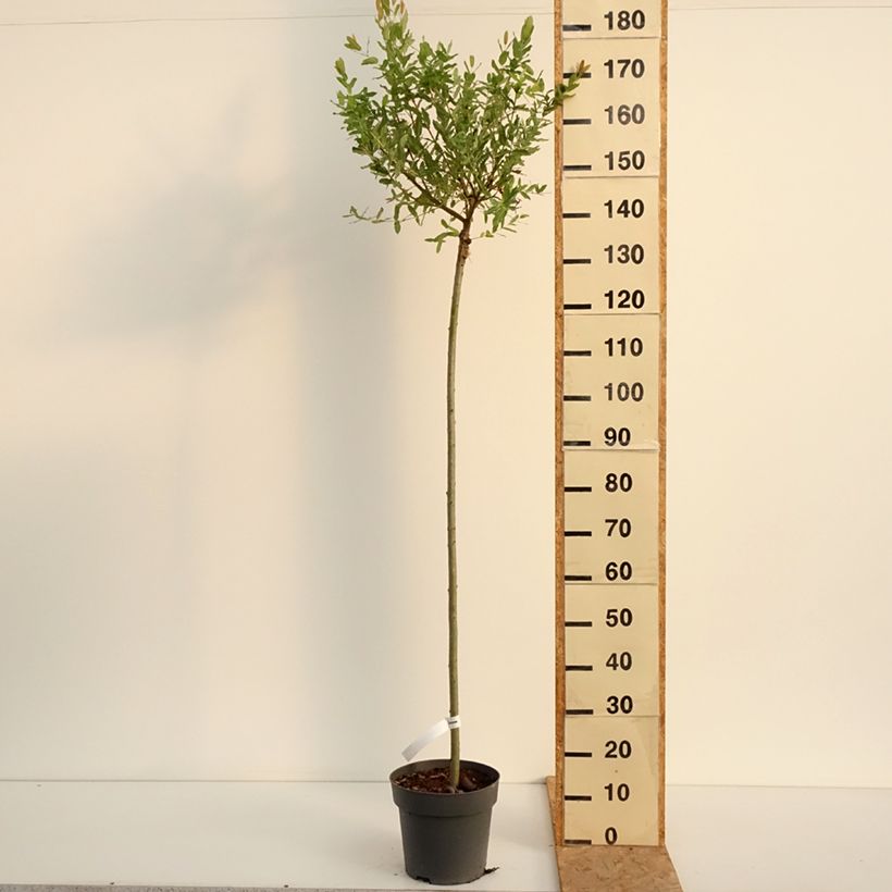 Esemplare di Salix integra Hakuro Nishiki Vaso da 4L/5L consegnato in estate