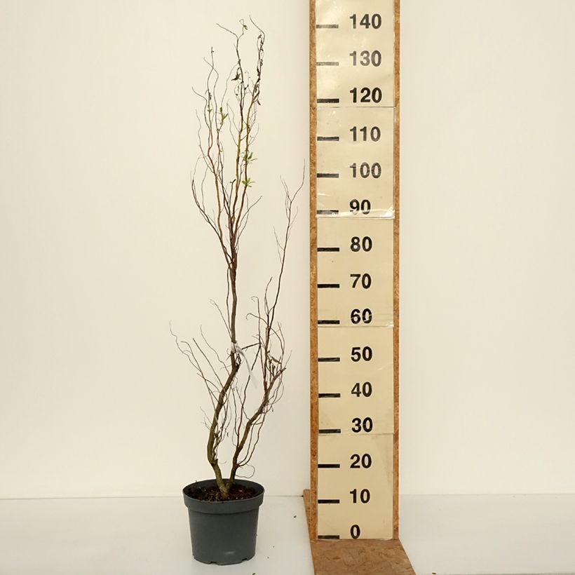 Esemplare di Salix matsudana Tortuosa - Salice piangente Vaso da 2L/3L come consegnato in autunno