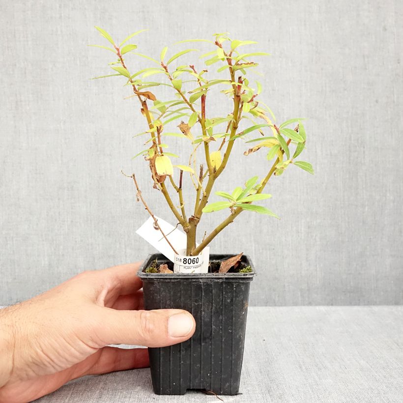 Esemplare di Salix sachalinensis Golden Sunshine - Salice dorato Vasetto da 8/9 cm come consegnato in autunno