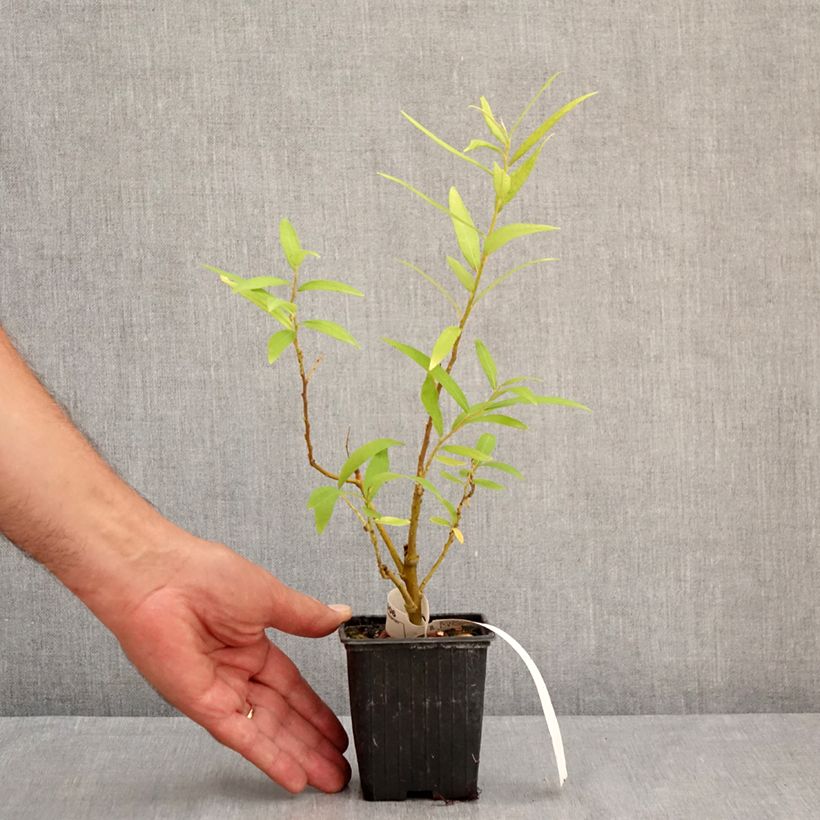 Esemplare di Salix sachalinensis Golden Sunshine - Salice dorato Vasetto da 8/9 cm consegnato in estate