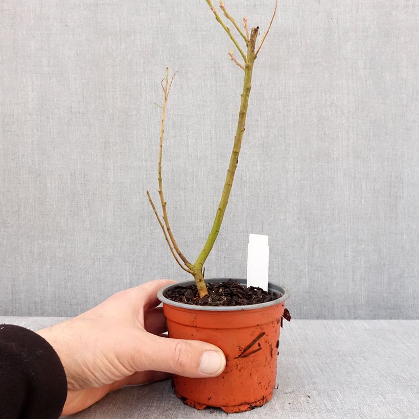 Salix sachalinensis Golden Sunshine - Salice dorato Vasetto da 8/9 cm esemplare consegnato in inverno