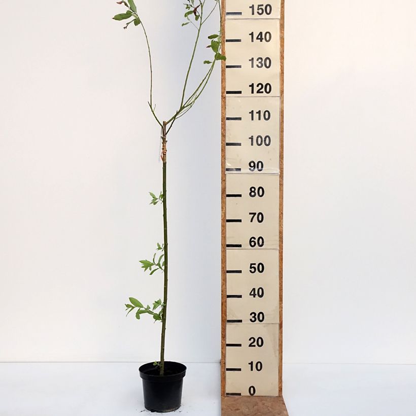 Esemplare di Salix gracilistyla Melanostachys Vaso da 3L/4L come consegnato in autunno