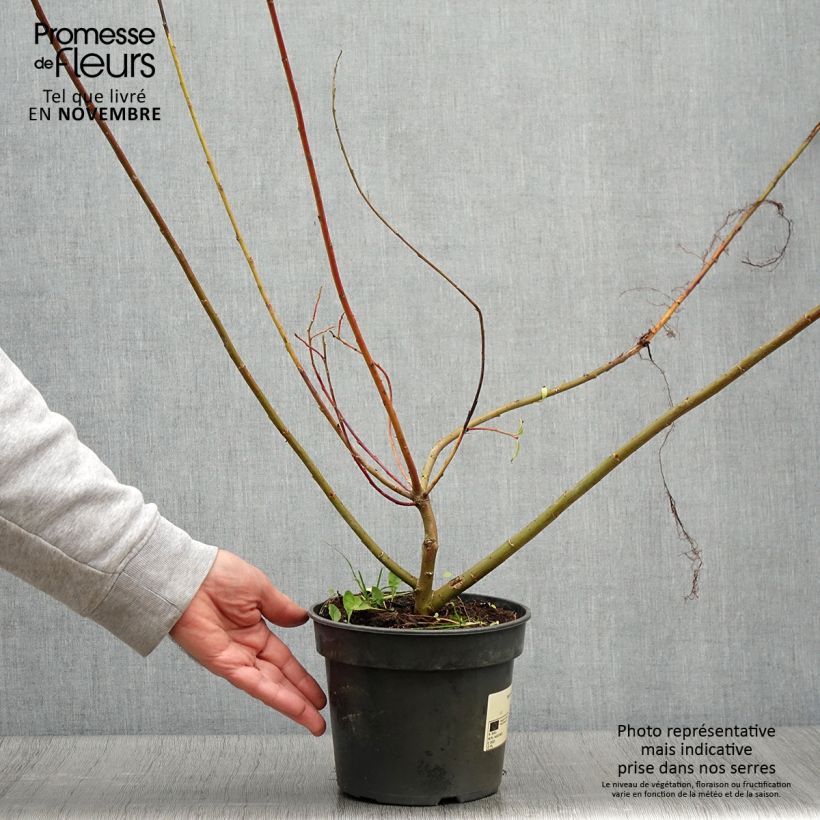 Esemplare di Salix gracilistyla Vaso da 3L/4L come consegnato in autunno