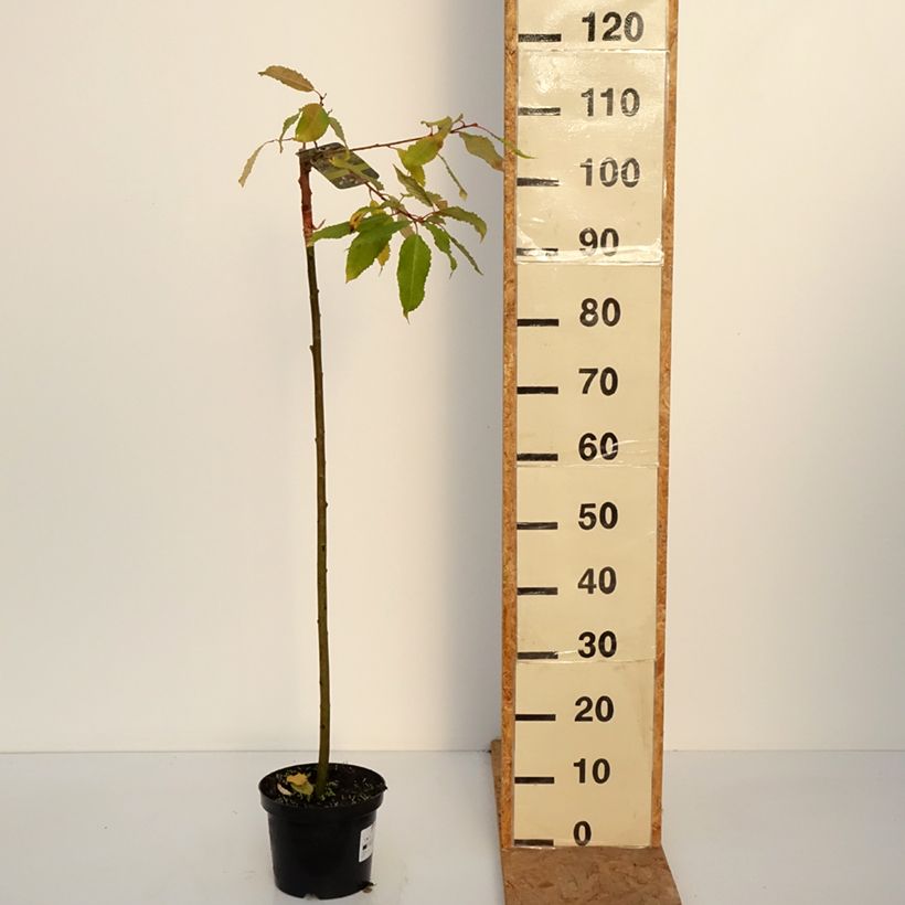 Esemplare di Salix caprea Ogon Vaso da 3L/4L come consegnato in autunno