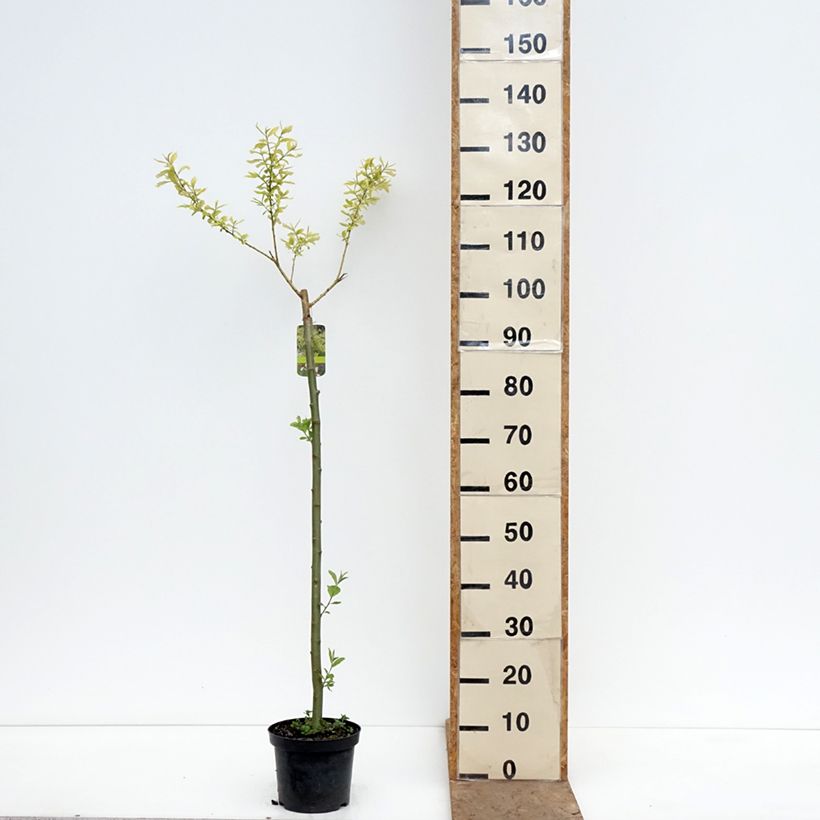 Salix caprea Ogon Vaso da 3L/4L, Vaso impalcato esemplare consegnato in primavera
