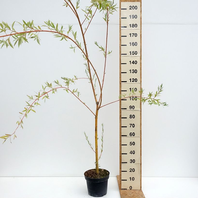Esemplare di Salix Pamiati Bażowa Vaso da 7,5L/10L consegnato in estate