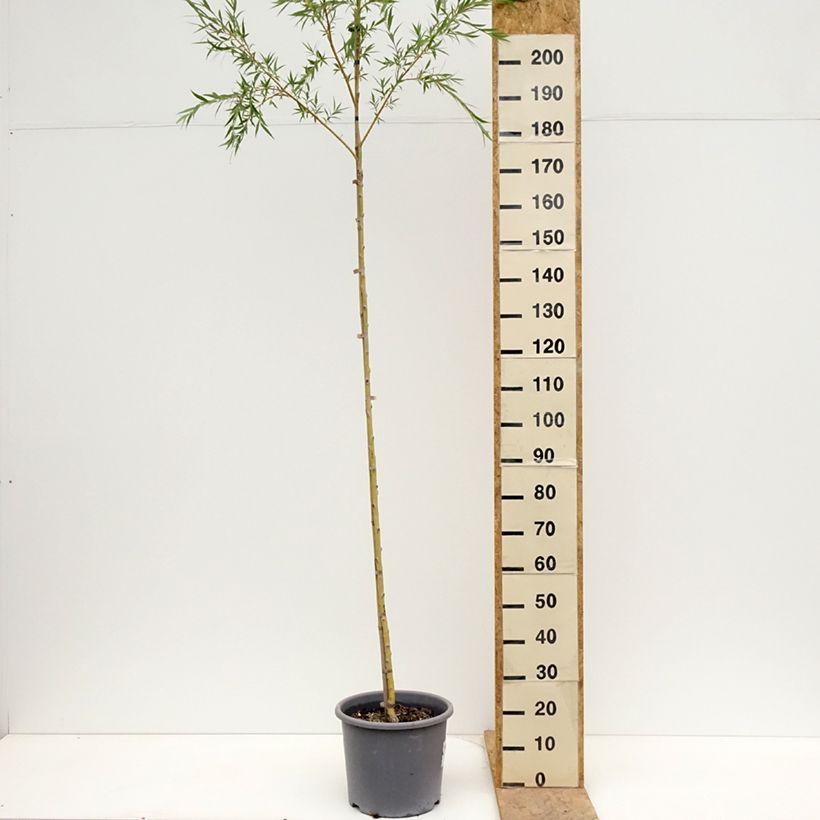 Salix alba Tristis - Salice bianco Vaso da 12L/15L esemplare consegnato in primavera