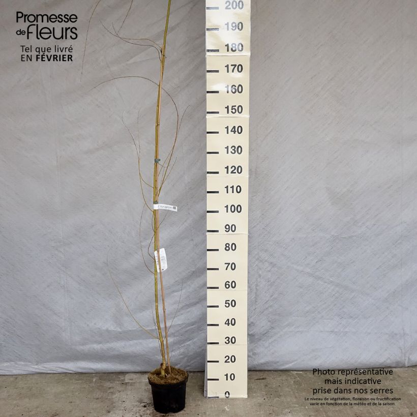 Salix alba Tristis - Salice bianco Vaso da 4L/5L esemplare consegnato in inverno