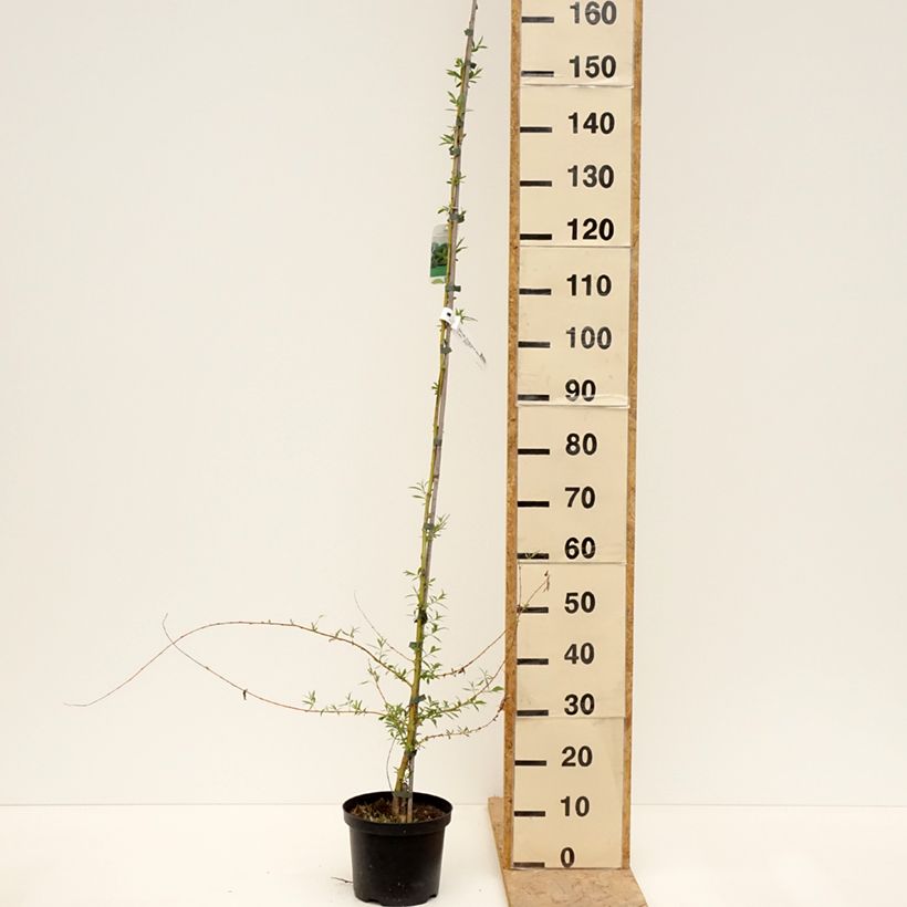 Salix alba Tristis - Salice bianco Vaso da 4L/5L esemplare consegnato in primavera