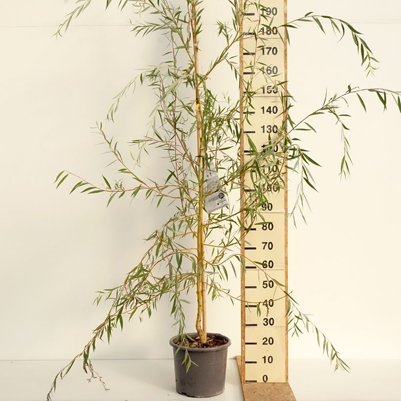 Esemplare di Salix alba Tristis - Salice bianco Vaso da 12L/15L, Astone alto consegnato in estate