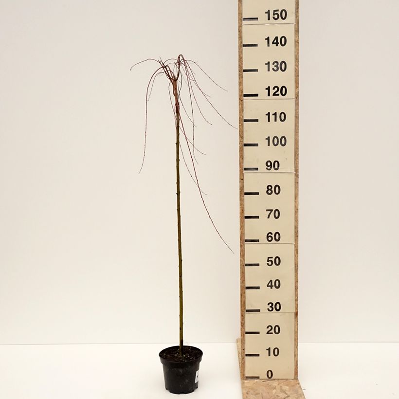 Salix integra Pendula Vaso da 3L/4L esemplare consegnato in inverno