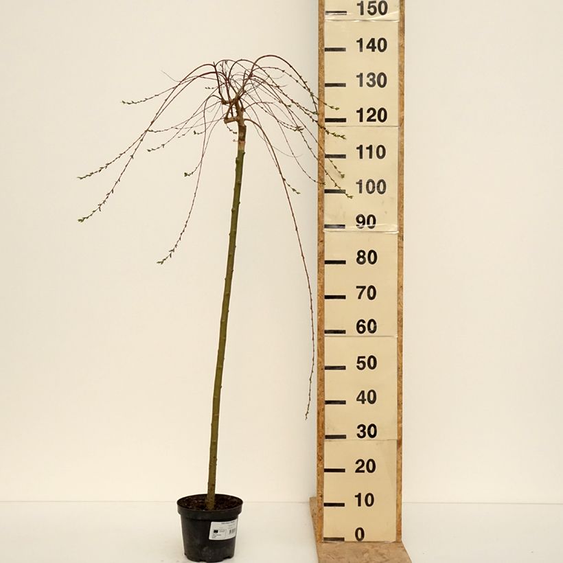 Salix integra Pendula Vaso da 3L/4L, Vaso impalcato esemplare consegnato in primavera