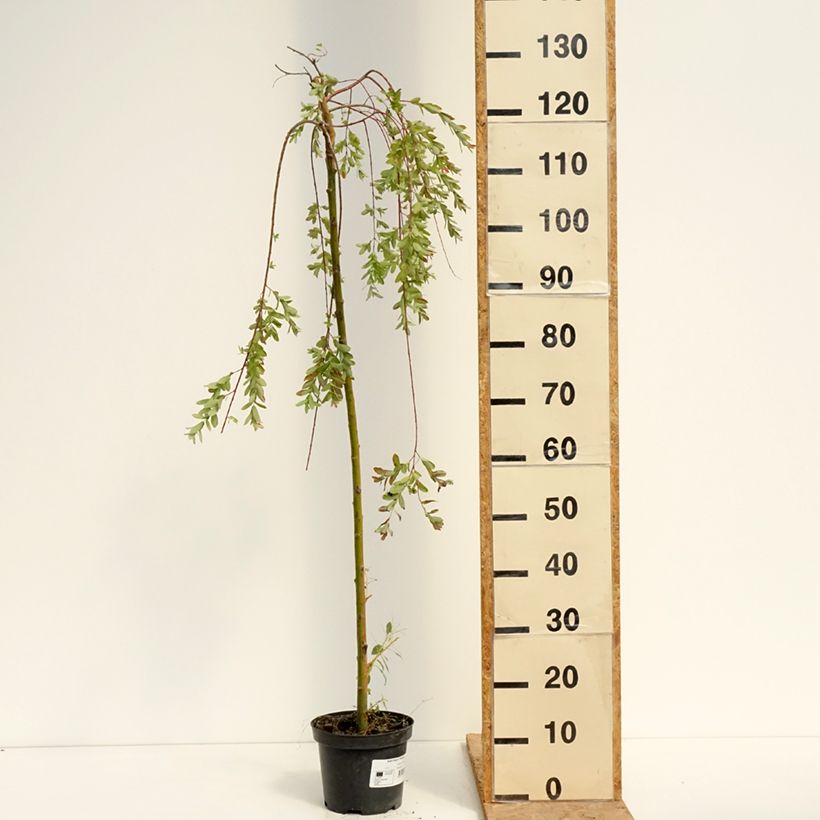 Esemplare di Salix integra Pendula Vaso da 3L/4L consegnato in estate