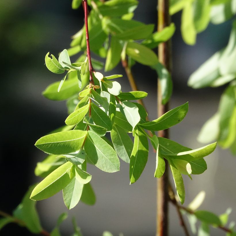 Salix integra Pendula (Fogliame)
