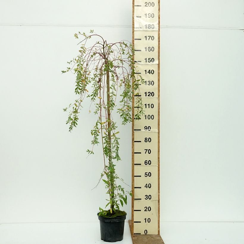 Esemplare di Salix integra Pendula Vaso da 3L/4L, Vaso impalcato come consegnato in autunno