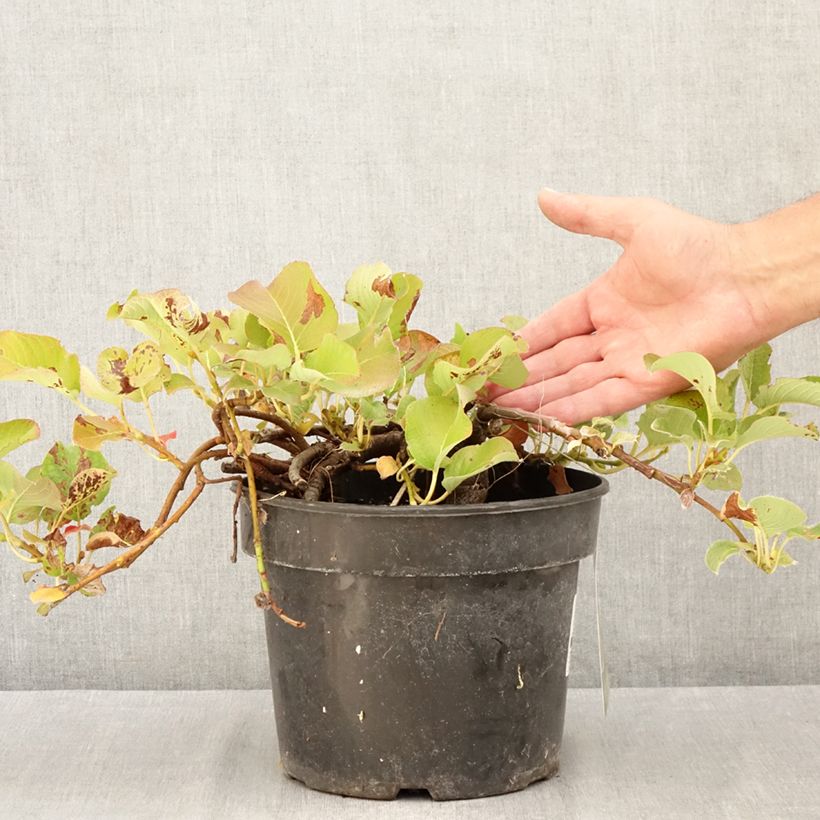 Esemplare di Salix kurilensis Vaso da 4L/5L consegnato in estate