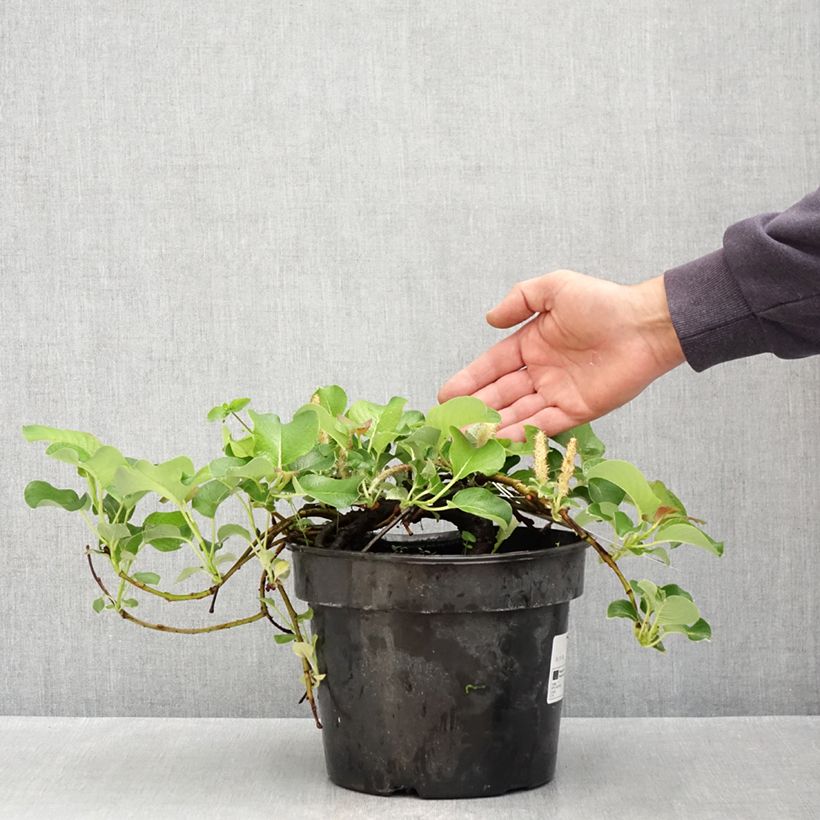 Salix kurilensis Vaso da 4L/5L esemplare consegnato in primavera