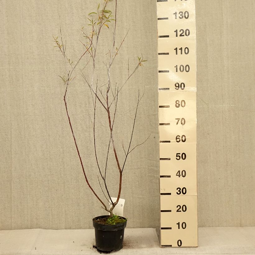 Esemplare di Salix acutifolia Blue Streak Vaso da 3L/4L come consegnato in autunno