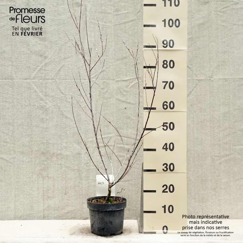 Salix acutifolia Blue Streak Vaso da 3L/4L esemplare consegnato in inverno