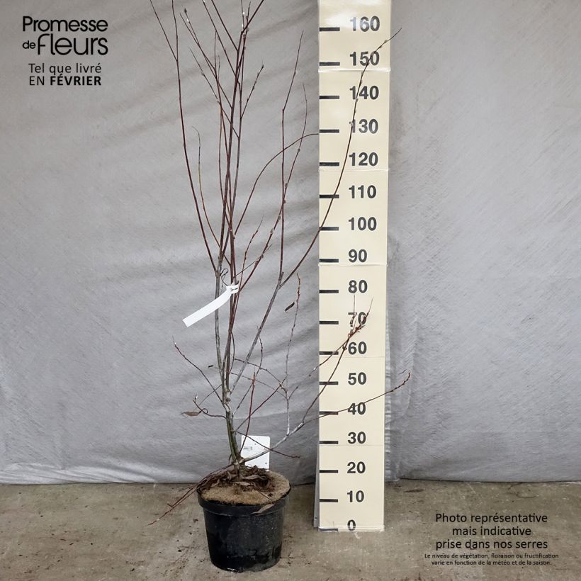 Salix acutifolia Blue Streak Vaso da 7,5L/10L esemplare consegnato in inverno