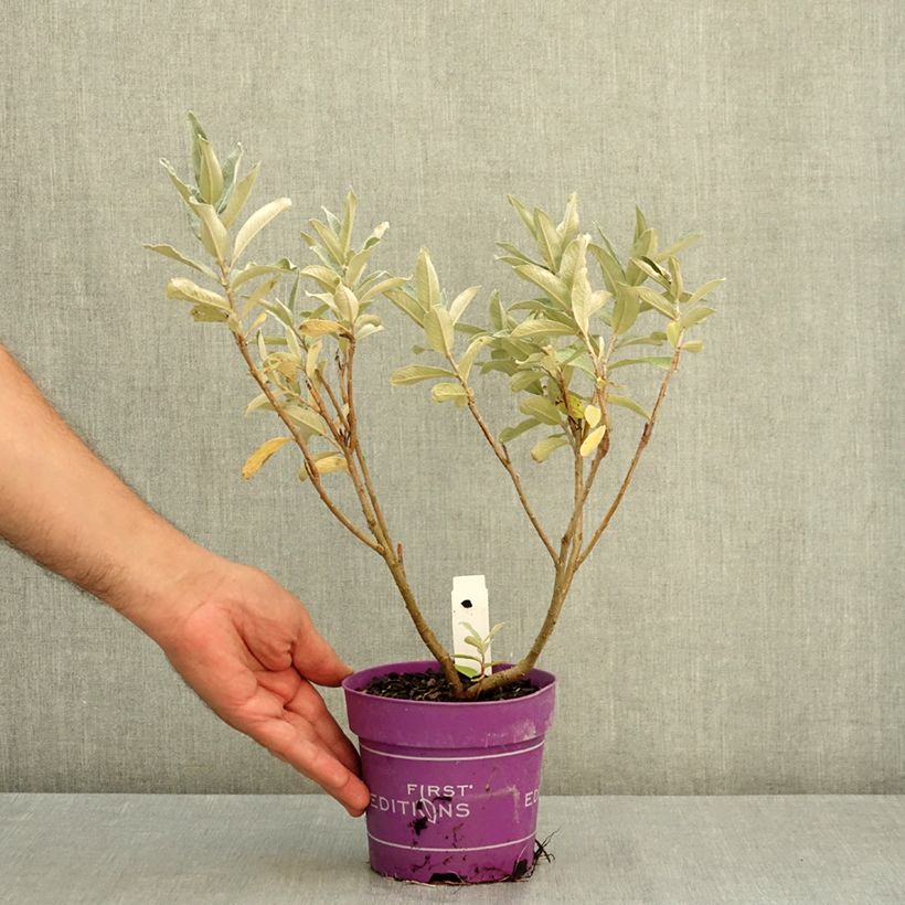 Esemplare di Salix candida Iceberg Alley Vaso da 1,5L/2L consegnato in estate