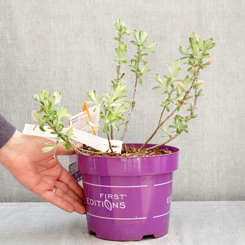 Salix candida Iceberg Alley Vaso da 3L/4L esemplare consegnato in primavera