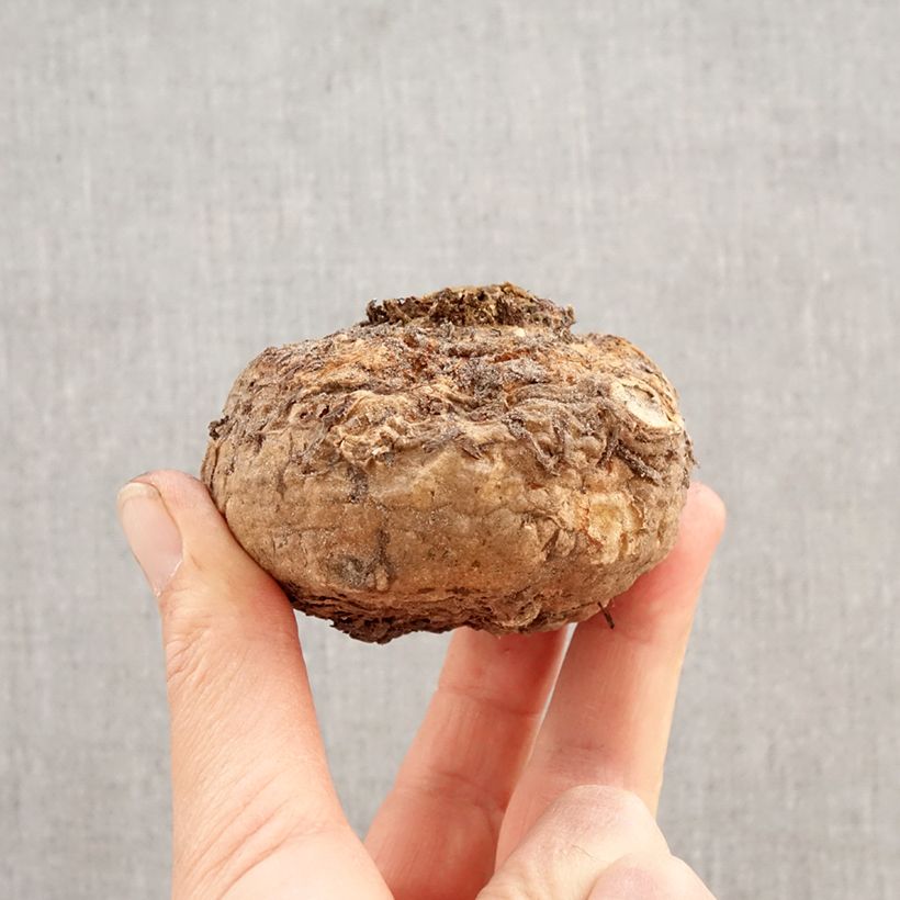 Sauromatum venosum Bulbo taglia 20+ esemplare consegnato in primavera