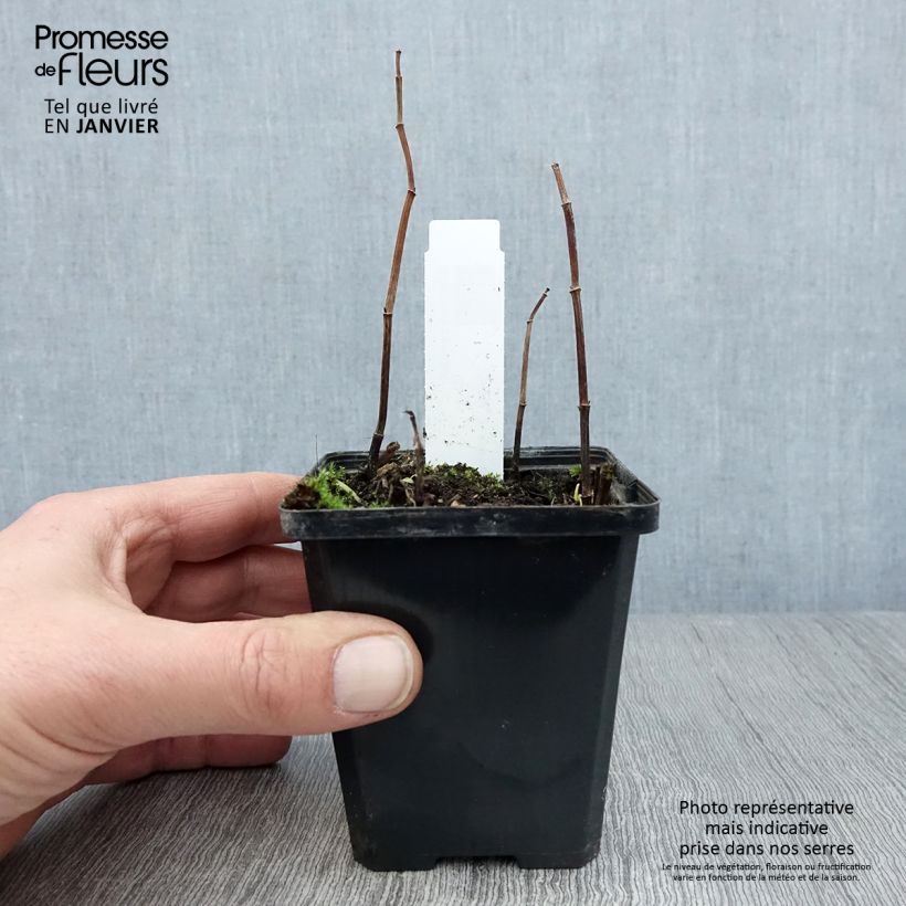 Saururus cernuus - Coda di lucertola Vasetto da 8/9 cm esemplare consegnato in inverno