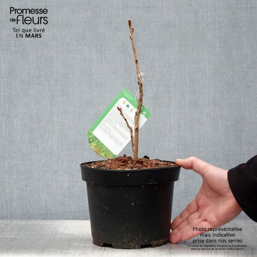 Koelreuteria paniculata Coral Sun - Albero della pioggia dorata Vaso da 3L/4L esemplare consegnato in primavera