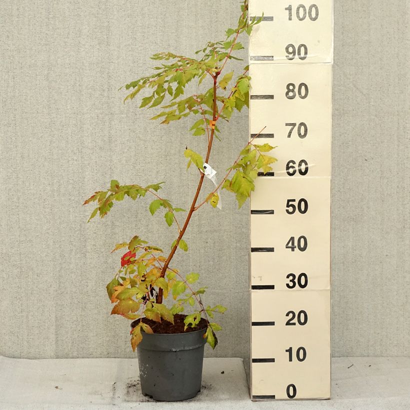 Esemplare di Koelreuteria paniculata Coral Sun - Albero della pioggia dorata Vaso da 7,5L/10L come consegnato in autunno