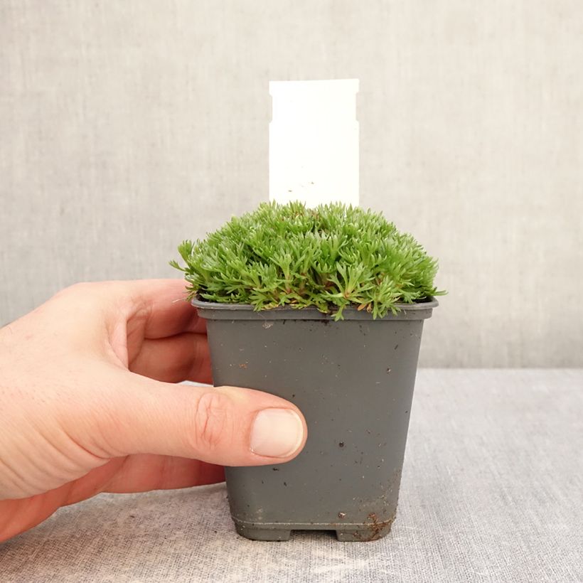 Saxifraga arendsii Adebar - Sassifraga Vasetto da 8/9 cm esemplare consegnato in inverno