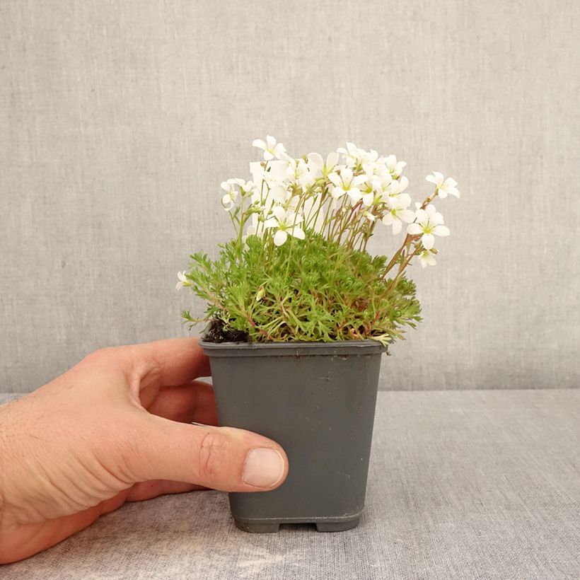 Saxifraga arendsii Adebar - Sassifraga Vasetto da 8/9 cm esemplare consegnato in primavera