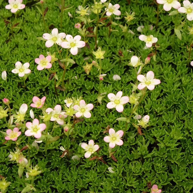 Saxifraga arendsii Compactum - Sassifraga (Fioritura)