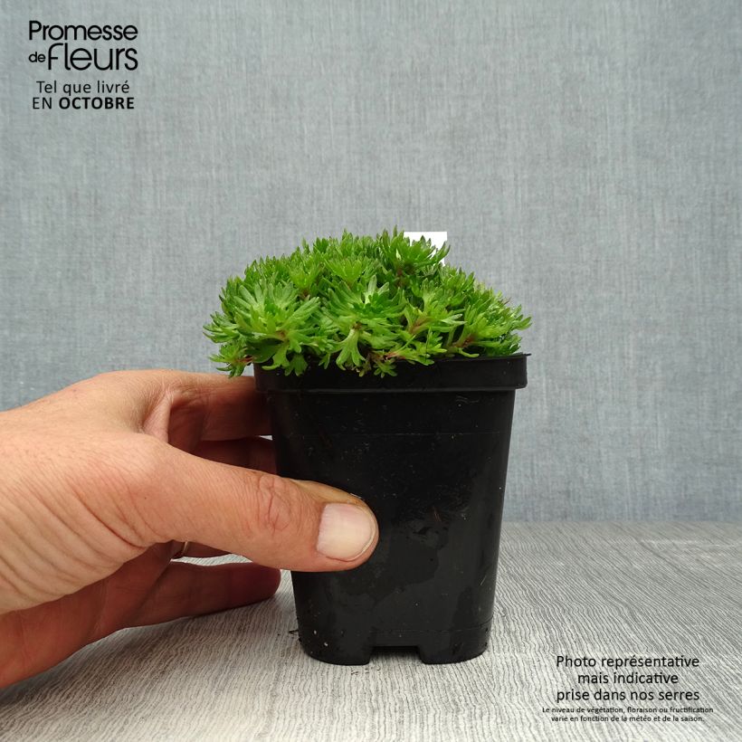 Esemplare di Saxifraga arendsii Purpurteppich - Sassifraga Vasetto da 8/9 cm come consegnato in autunno