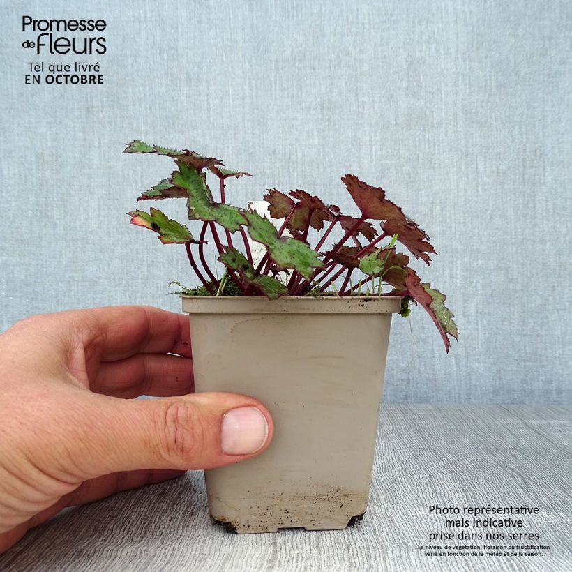 Esemplare di Saxifraga cortusifolia Black Ruby - Sassifraga Vasetto da 8/9 cm come consegnato in autunno