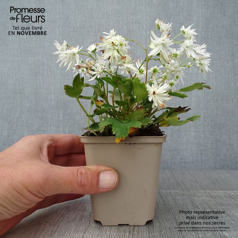 Esemplare di Saxifraga cortusifolia Shiranami - Sassifraga Vasetto da 8/9 cm come consegnato in autunno