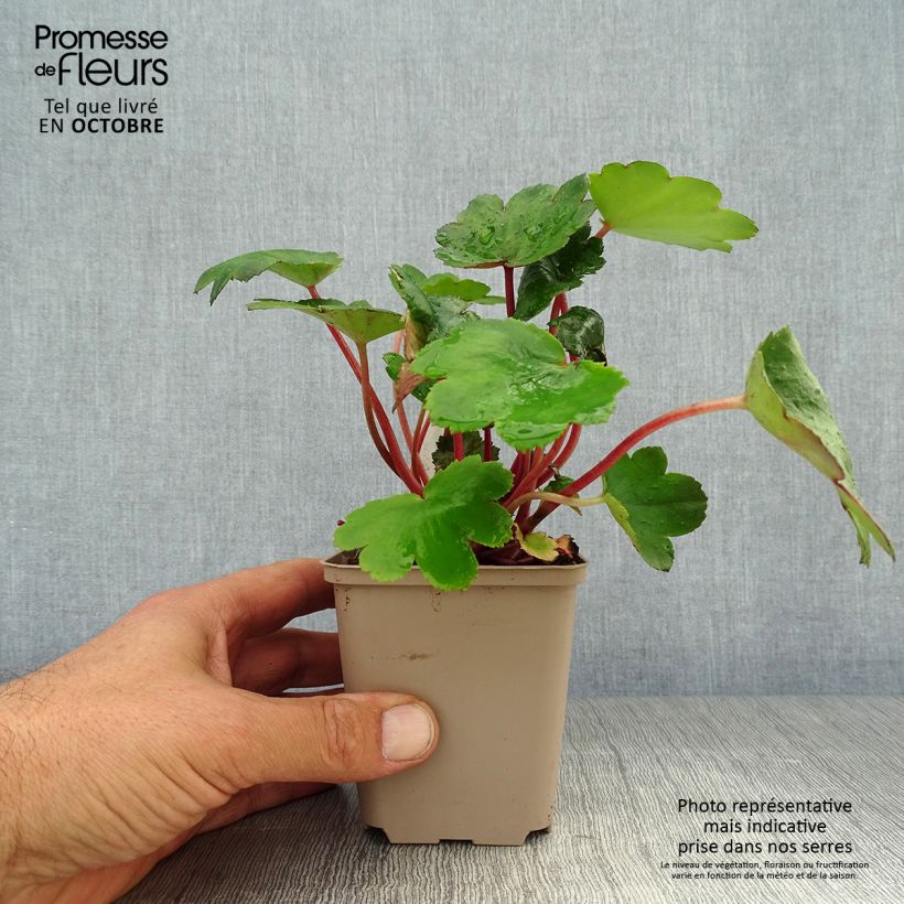 Esemplare di Saxifraga fortunei Beni Tsukasa - Sassifraga Vasetto da 8/9 cm come consegnato in autunno