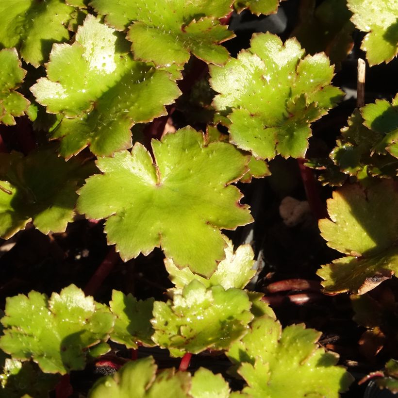 Saxifraga fortunei Beni Tsukasa - Sassifraga (Fogliame)