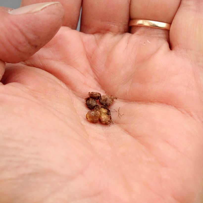 Saxifraga granulata Flore Pleno - Sassifraga Bulbo taglia I esemplare consegnato in primavera