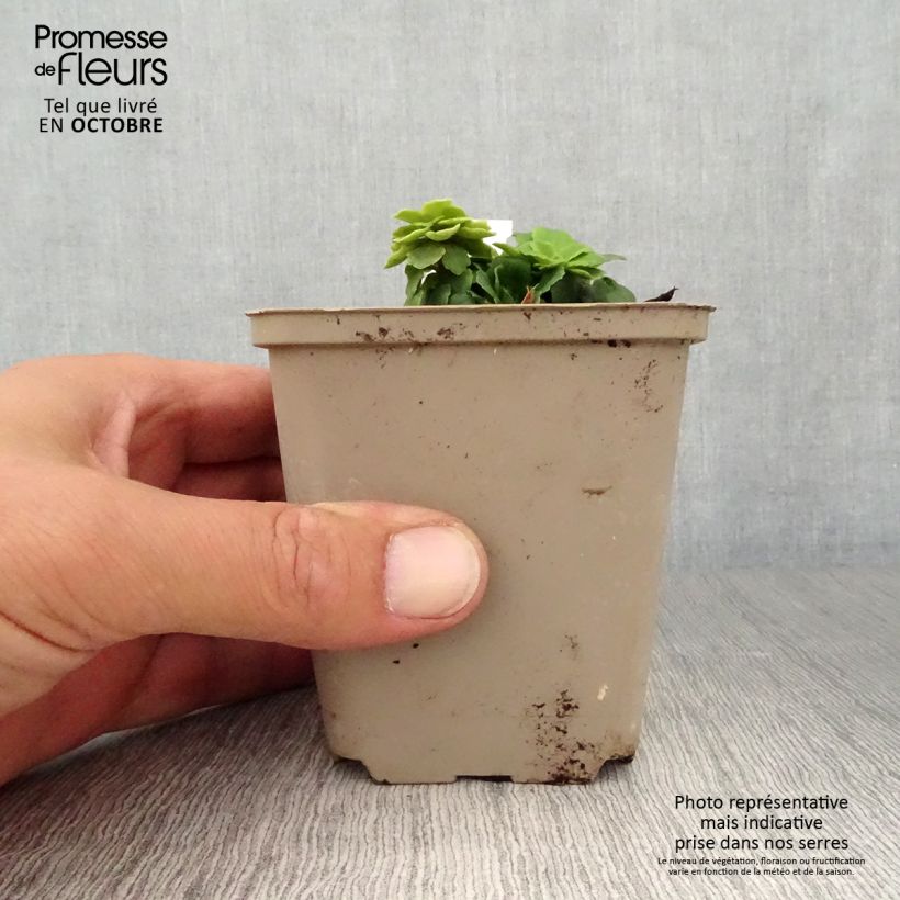 Esemplare di Saxifraga umbrosa Clarence Elliott - Sassifraga ombrosa Vasetto da 8/9 cm come consegnato in autunno