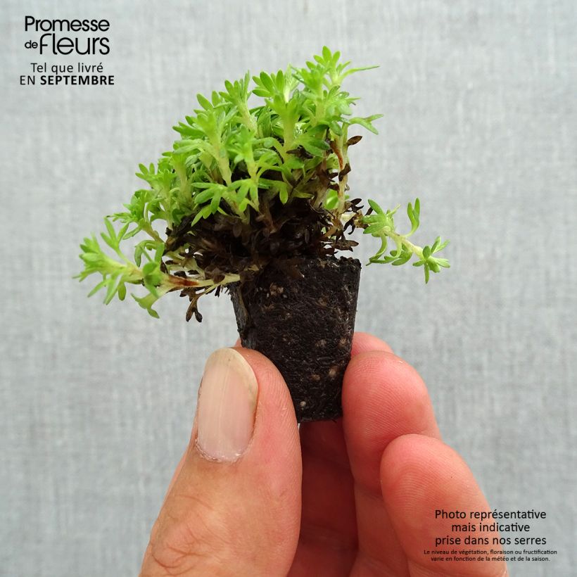 Esemplare di Saxifraga arendsii Pixie - Sassifraga mini zolla... come consegnato in autunno