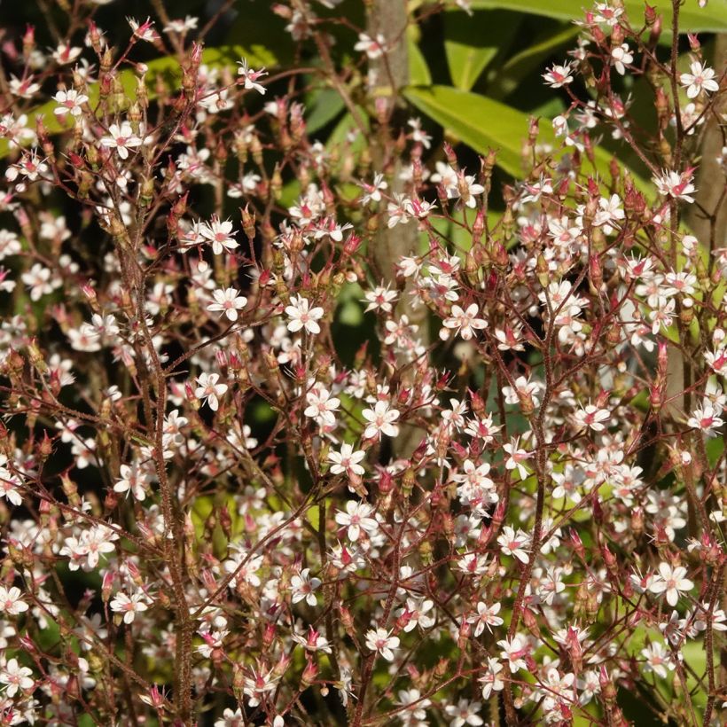 Saxifraga urbium Aureopunctata - Sassifraga (Fioritura)
