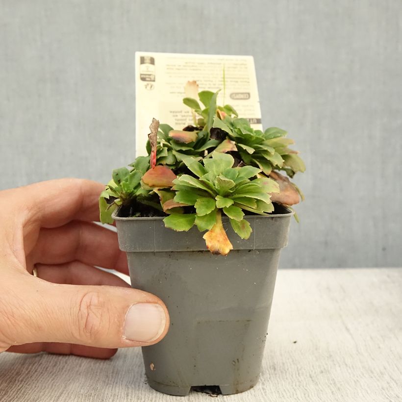 Esemplare di Saxifraga urbium Aureopunctata - Sassifraga Vasetto da 8/9 cm come consegnato in autunno