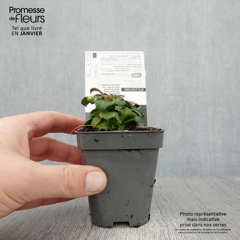 Saxifraga urbium Aureopunctata - Sassifraga Vasetto da 8/9 cm esemplare consegnato in inverno