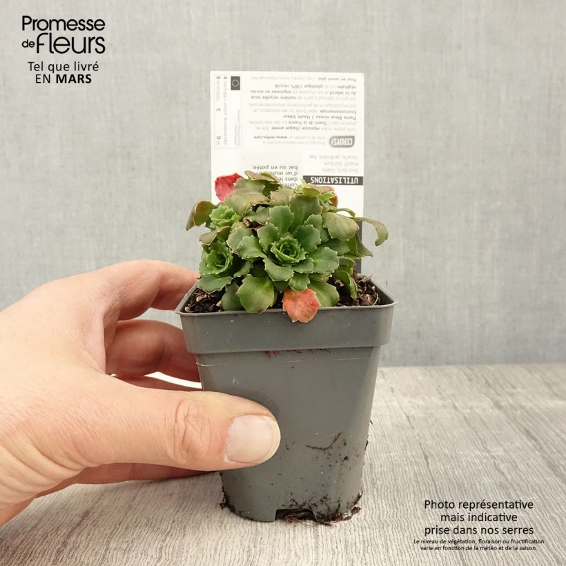 Saxifraga urbium Aureopunctata - Sassifraga Vasetto da 8/9 cm esemplare consegnato in primavera